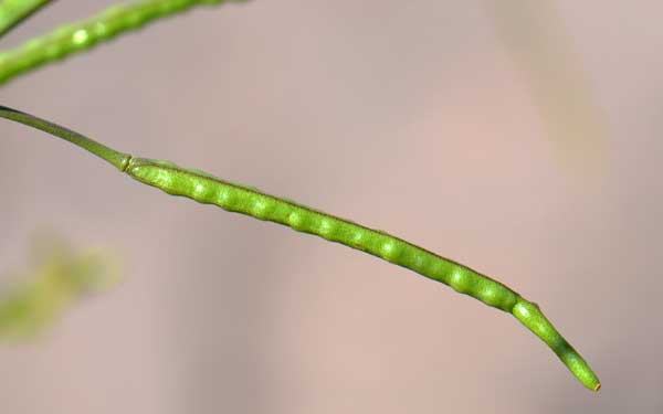 Brassica tournefortii, Asian Mustard, Southwest Desert Flora